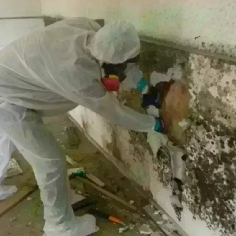 Mold Remediation and Removal in Sumidero, PR